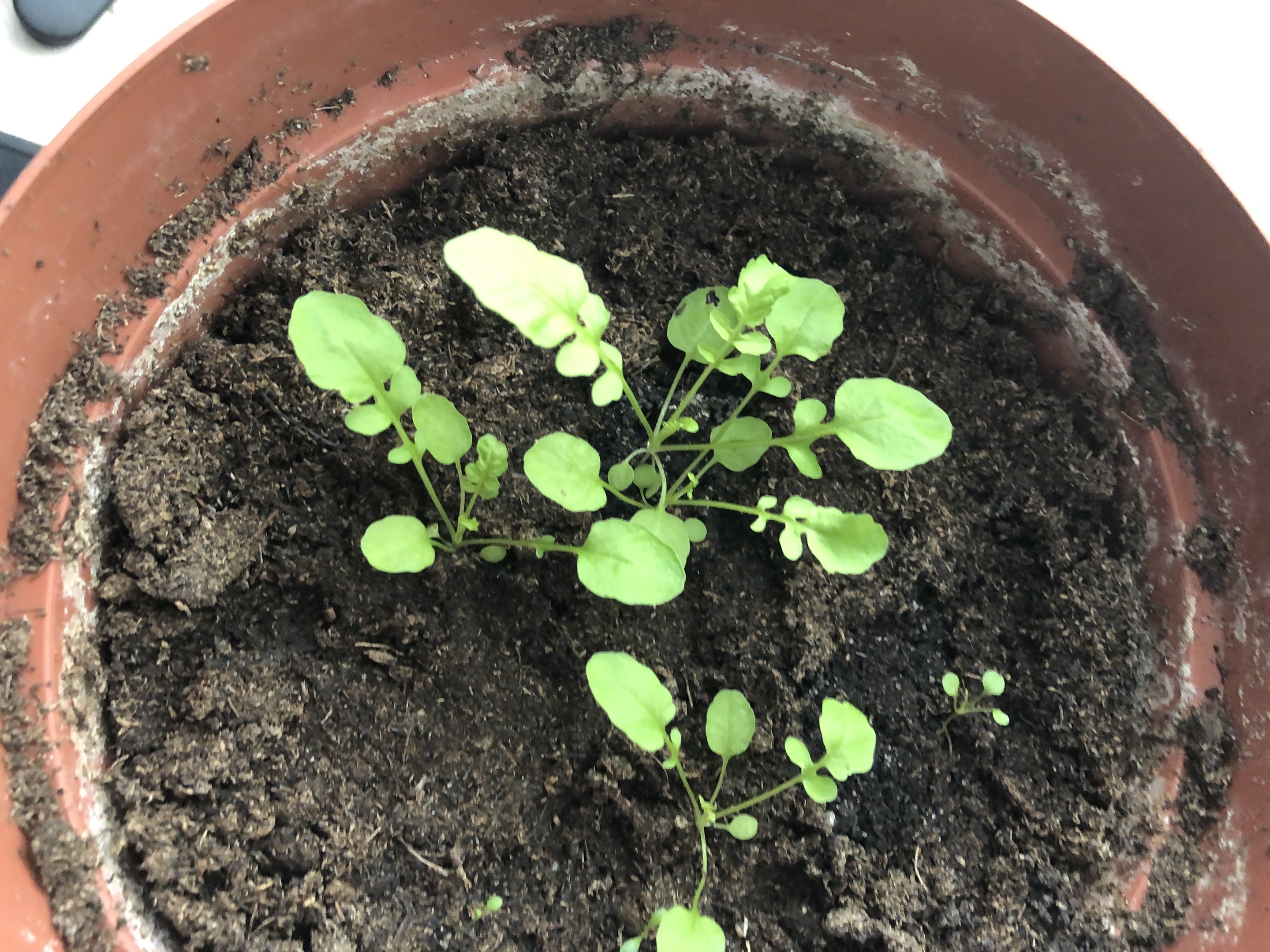 Hvilken plante er dette?