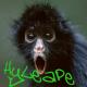 hYLeAPe