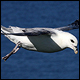 fulmar