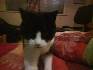 post-132197-1262572201_thumb.jpg