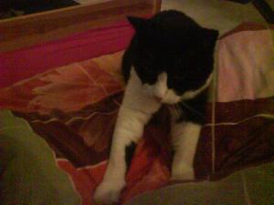 post-132197-1262572234_thumb.jpg