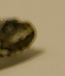 post-139142-1206297422_thumb.jpg