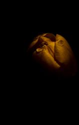post-117435-1239135208_thumb.jpg