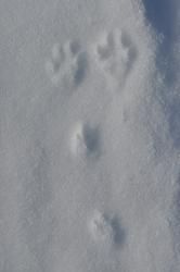 post-122477-1271254707,4199_thumb.jpg