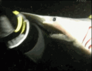 post-82028-1270566581,1164_thumb.gif