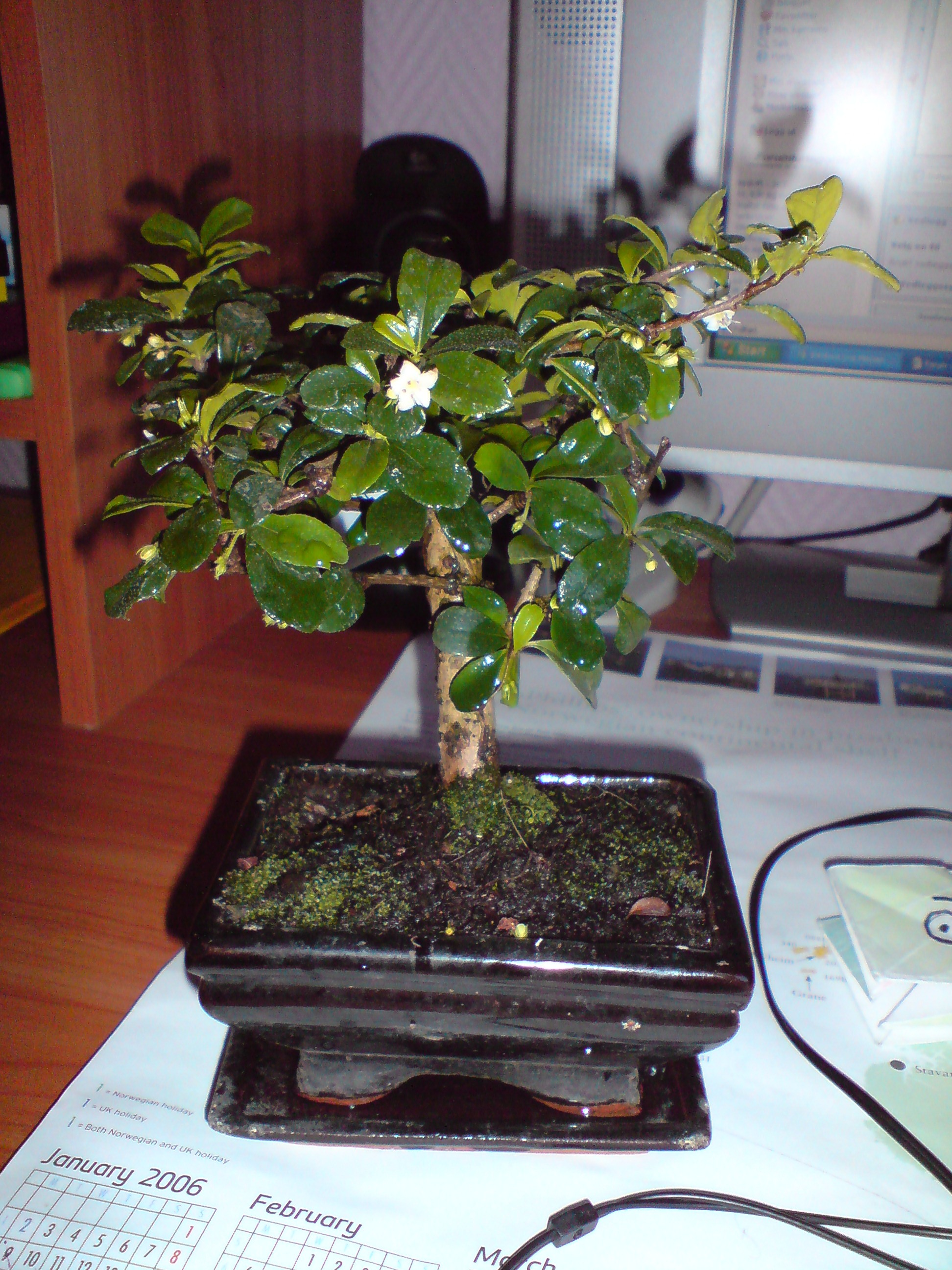 Bonsai tre vanning