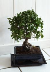 Vanning av bonsai tre