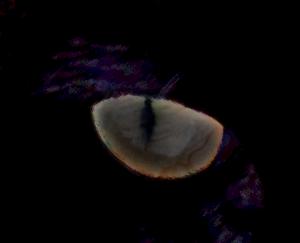post-13661-1278537584,6251_thumb.jpg