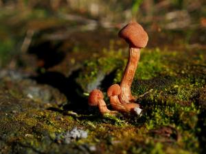 post-201296-0-00745900-1344458536_thumb.jpg