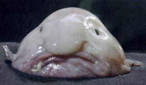 post-136301-1196149101_thumb.jpg