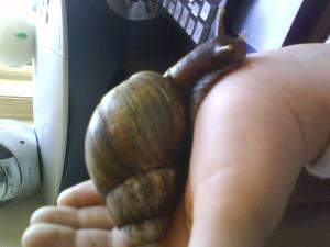 post-172543-1227120865_thumb.jpg