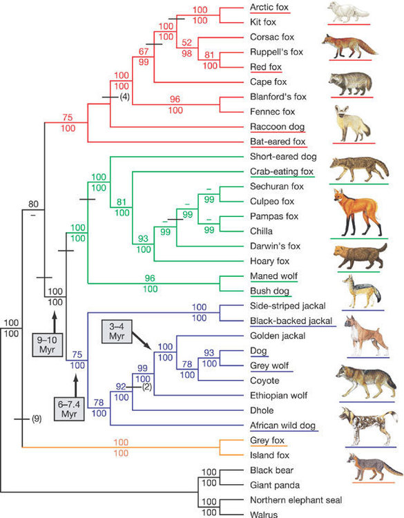 Phylogeny-of-canid-speciesThe-phylogenetic-tree-is-based-on-15-kb-of-exon-and-intron.png