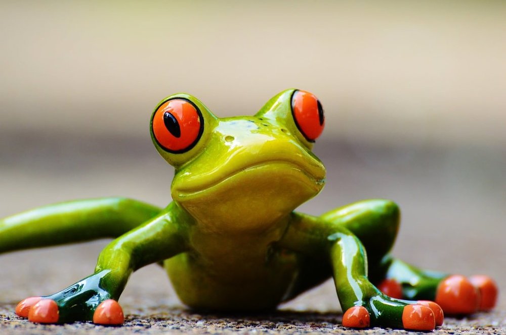 frog-927765_1280.jpg