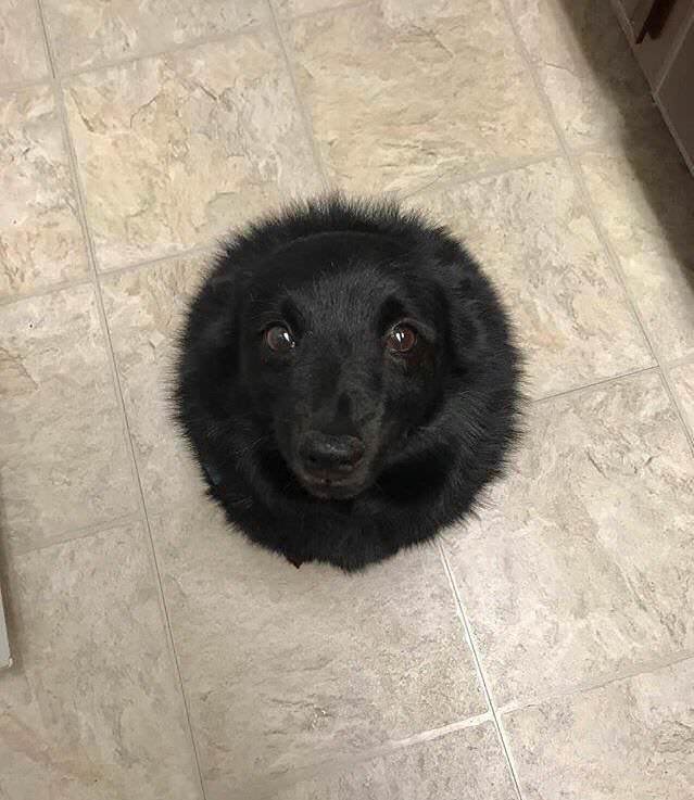 BlackHole__Dog-treats.jpg.c024e8389795ed85d00878440f194532.jpg