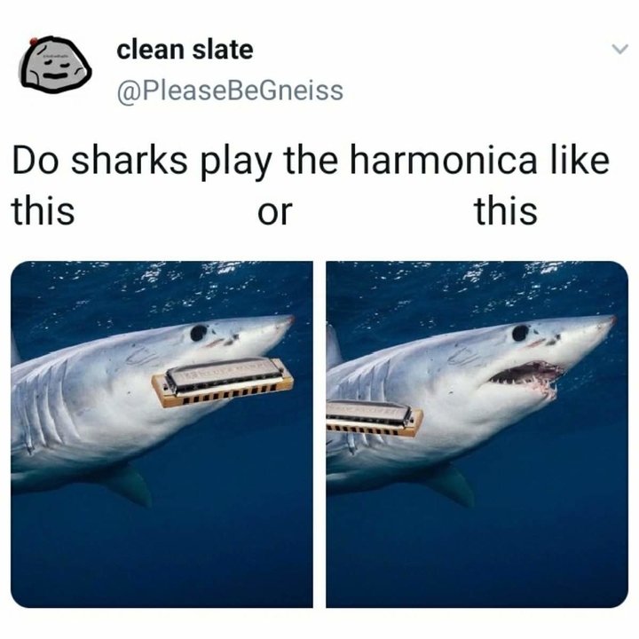 536751568_sharkharmonica.thumb.jpg.22f331936bac7b13e9c190a704732c36.jpg