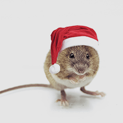 christmas-mouse (1).png
