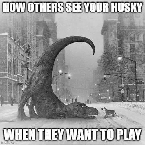 husky.jpg.7df0748ee5b41a4142190366e931faa8.jpg