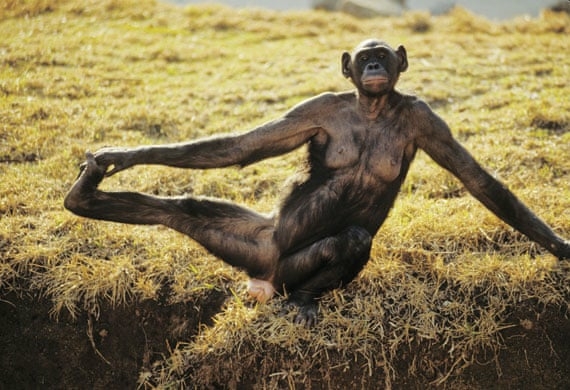 Bonobo-Apes-A-female-Bono-005.jpg.eade53a0890b11c274ef742bb29c57bb.jpg