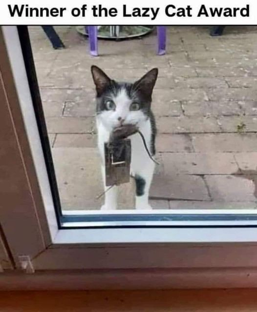 1743830170_Lazycataward.png.ac136a3637ac2d0d10297e4df3996c25.png