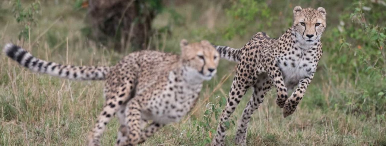 article_topimage_Cheetahs_running.jpg