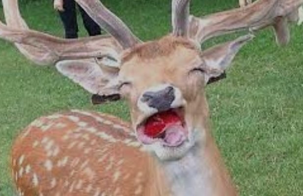 Deer-apple.jpg.64c89f12d84500587b5e077f5