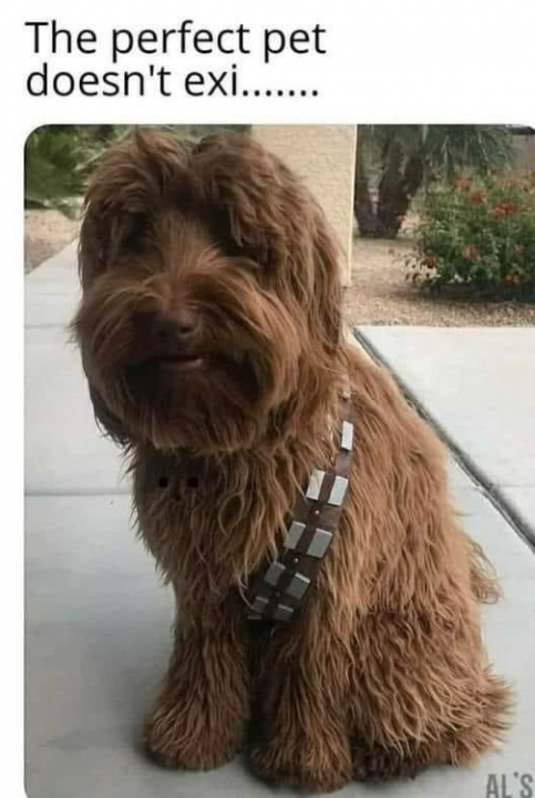 1576303340_Chewietheperfectpet.thumb.png.9fb64c4ba47cb0a3fbf21ff88cc186a8.png