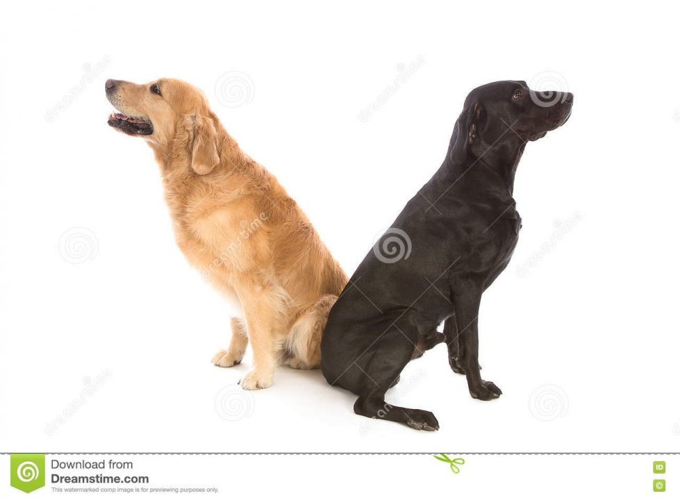 labrador-golden-twins-white-studio-posing-73037266.jpg