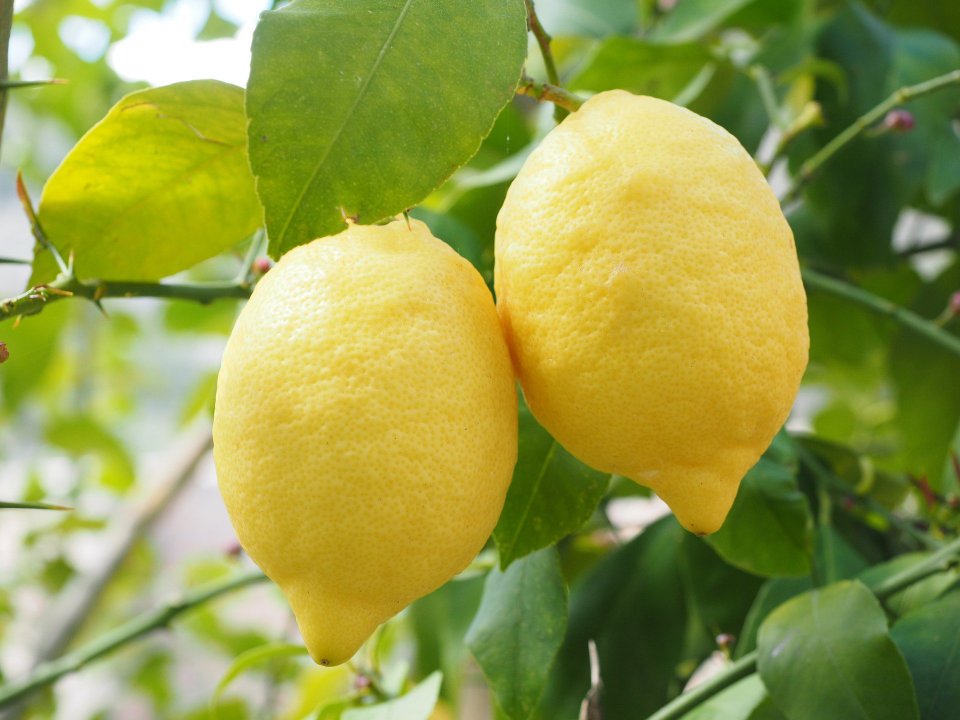 lemon-1117568_1920.jpg