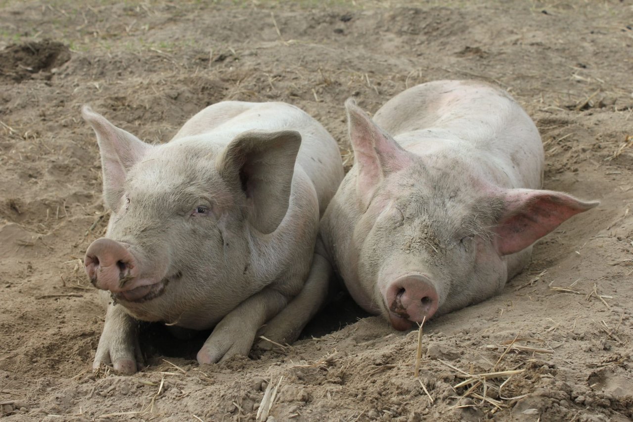 To-liggende-griser-som-koser-seg-ute-IMG_4000.jpg