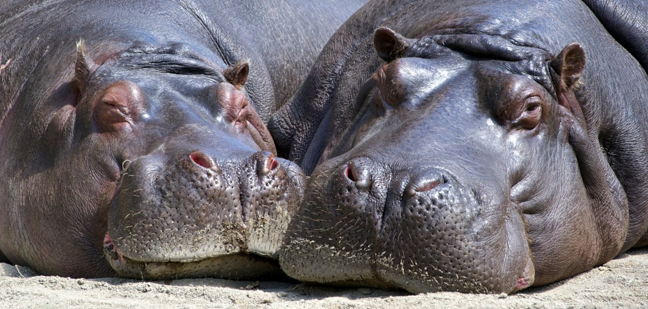 hippo-mammal-wildlife-nature.jpg