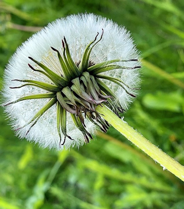 IMG_7879-fnokk av  Taraxacum_1.JPG