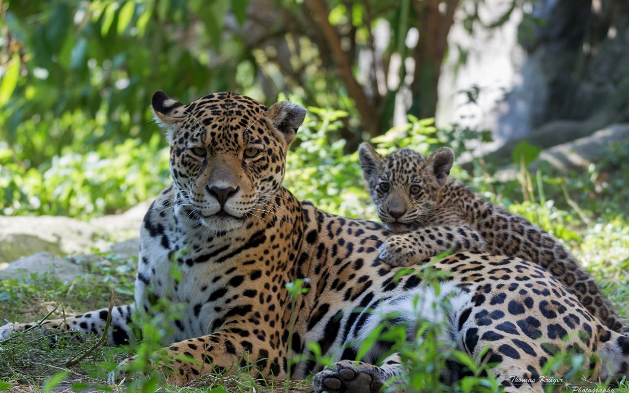 Big_cats_Jaguars_Cubs_443772_1920x1200.jpg