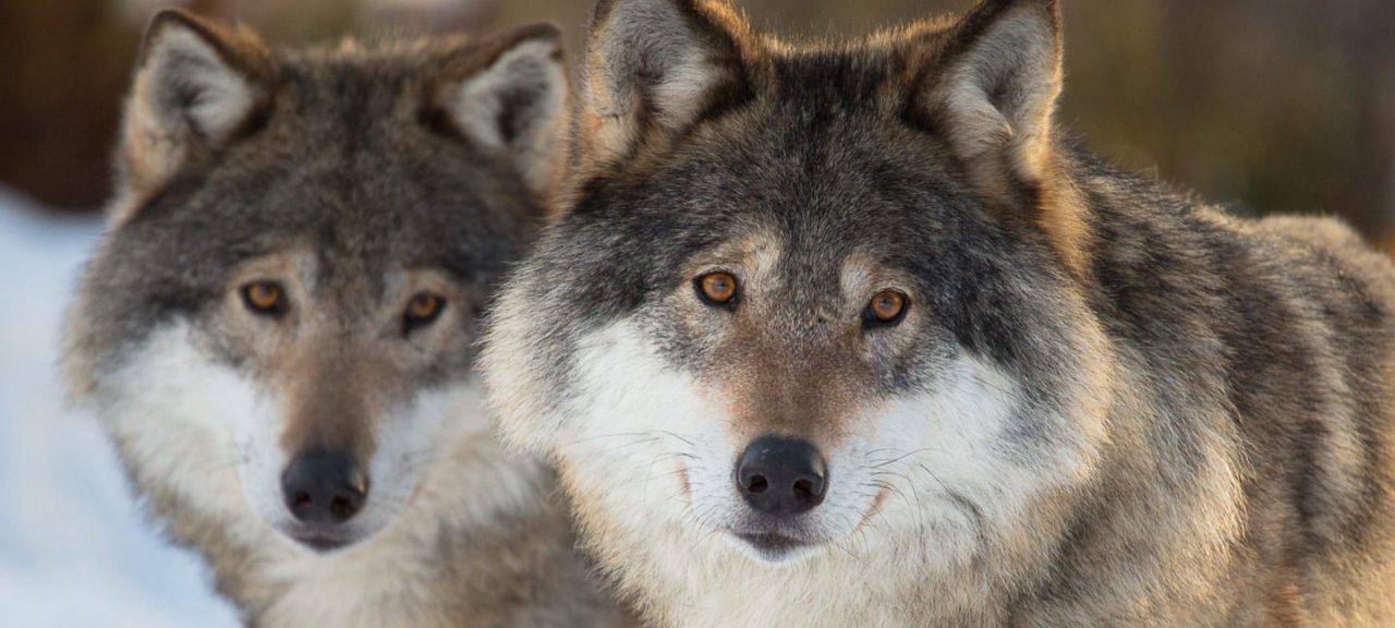 Ulver_AnitaPrice_4G7A2922-Quick-Preset_2400x1600 (1).jpg