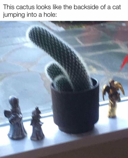1457460554_cactus-backofcatintohole.png.93004bcb26fcecb277bcf353a59987b1.png