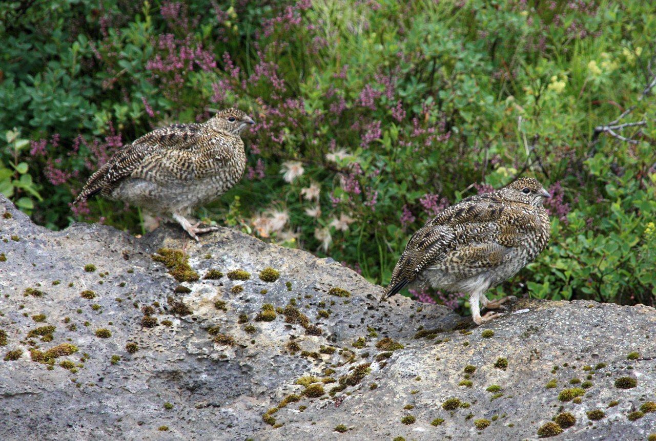 Rock_Ptarmigan_-_Lagopus_muta_-_Asbyrgi,_Iceland_1.jpg