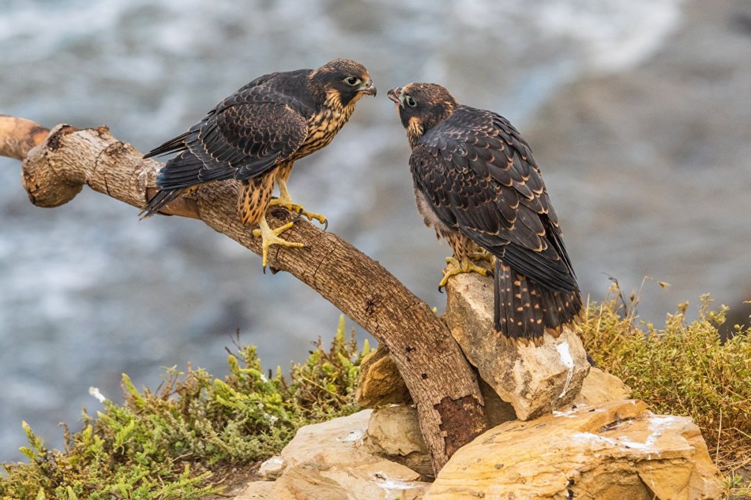 Birds_Falcon_Peregrine_Falcon_Branches_Two_587197_1280x854.jpg