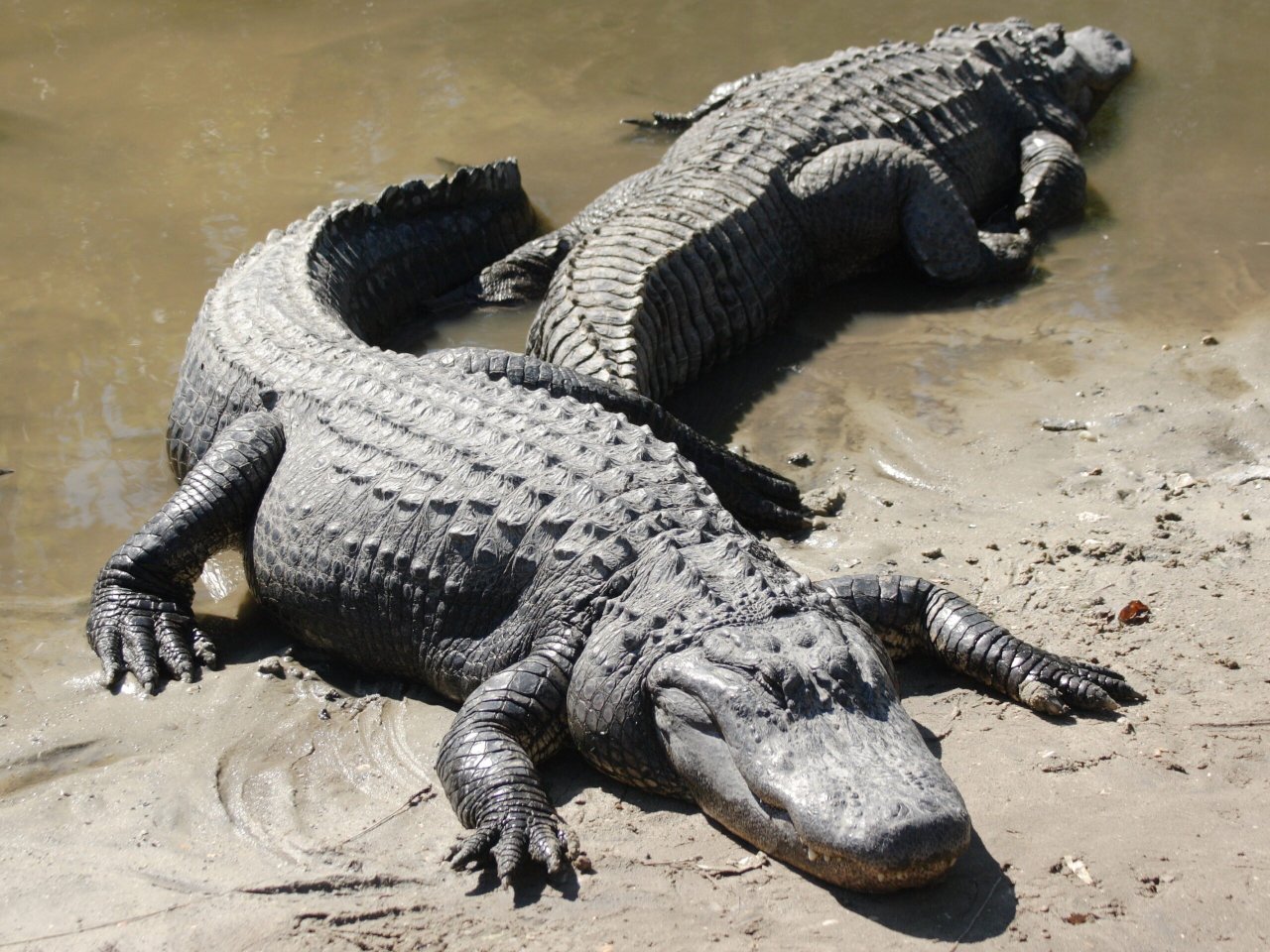 Two_american_alligators-scaled.jpg