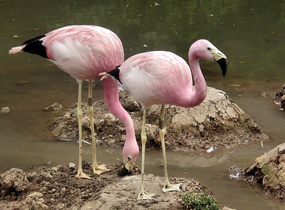 Two_andeanflamingo_june2003_arp.jpg