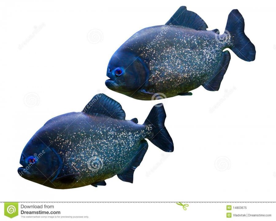 two-piranhas-14803675.jpg