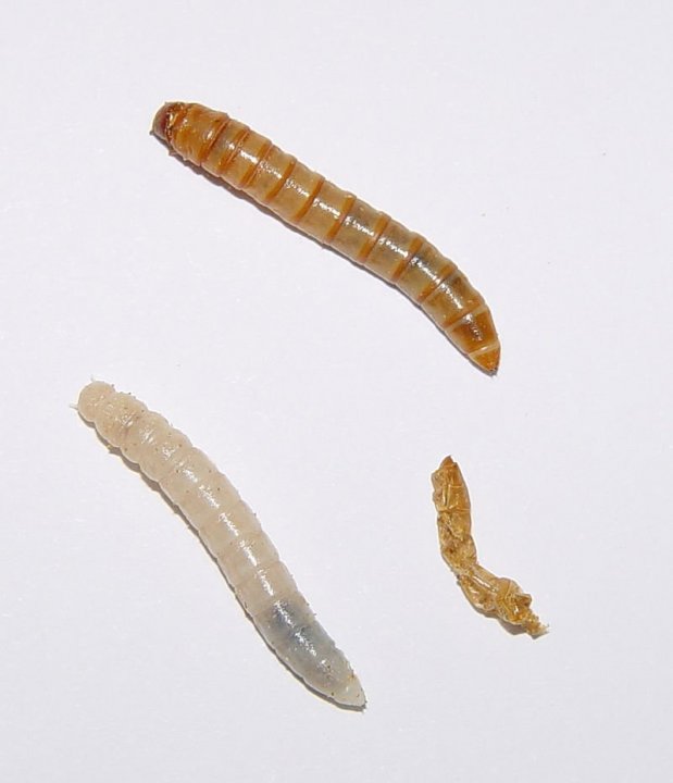 800px-Tenebrio_molitor_larvae.jpg