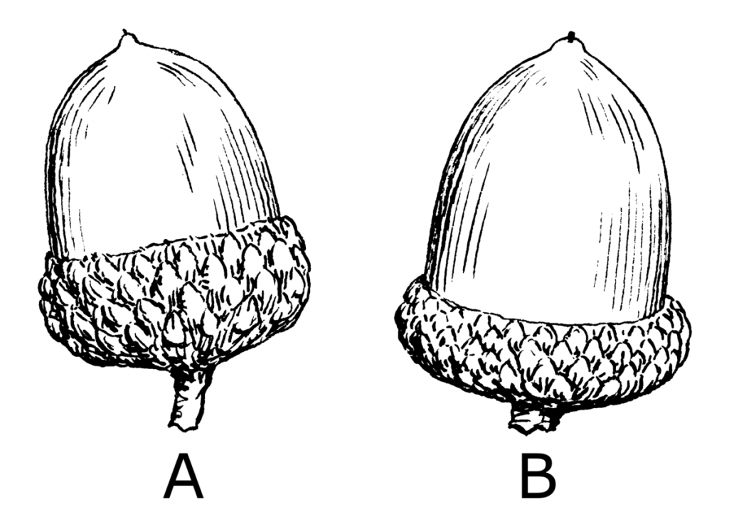Acorn_(PSF).png