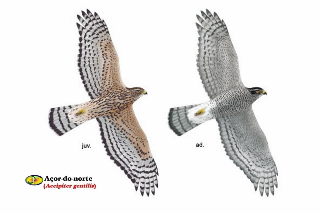 Açor-do-Norte (Accipiter gentilis) 23 - Linnaeus, 1758.jpg