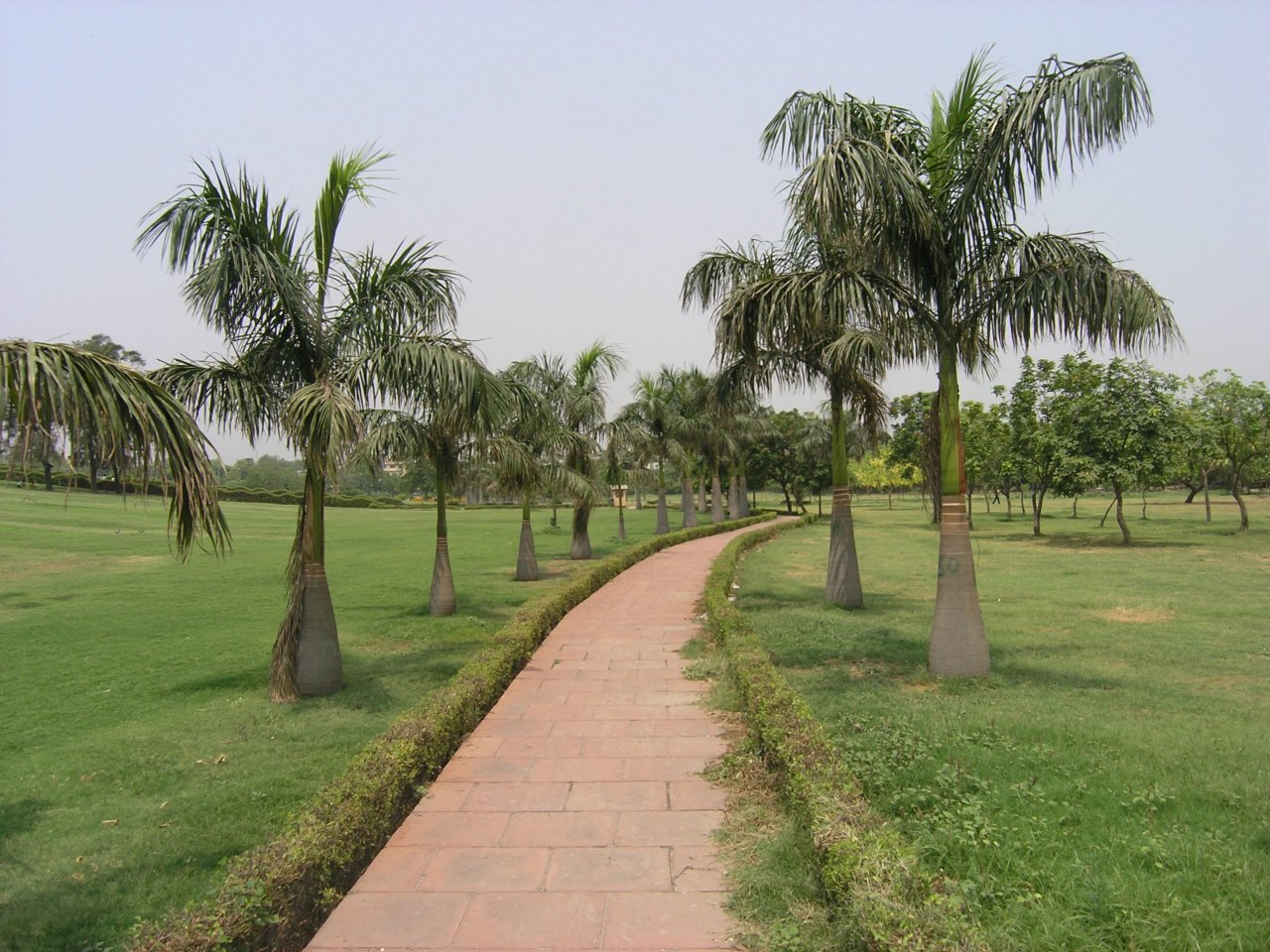 India sving palmer.JPG