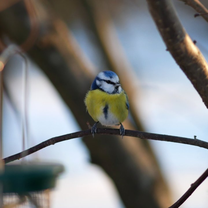 bluetit02.jpg