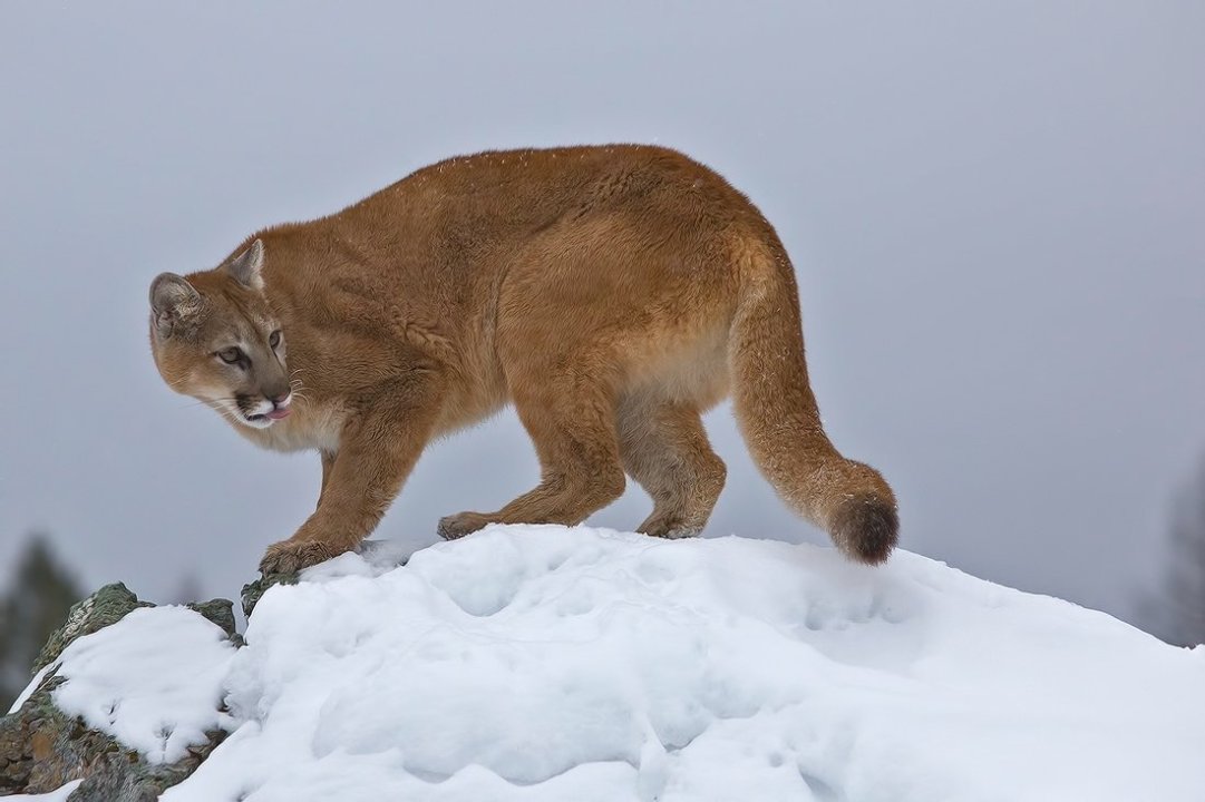standard_Mountain_Lion__C_.jpg