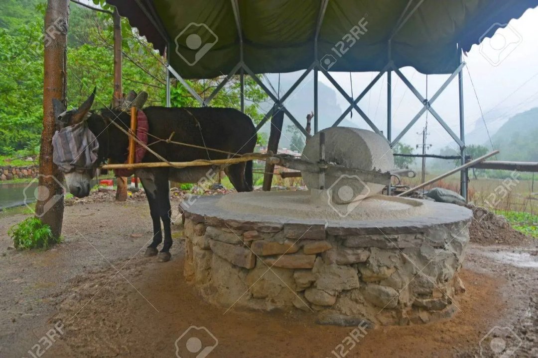 84407164-donkey-mill-grinding-in-progress.thumb.jpg.f0fb069bd8b84605885a8799617b923f.jpg