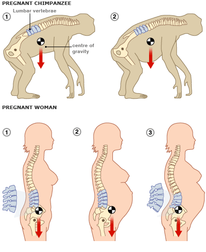 Why-Pregnant-Women-Don-039-t-Lose-Balance-3.gif.e17908dcc06c0455aab9add0a8923731.gif