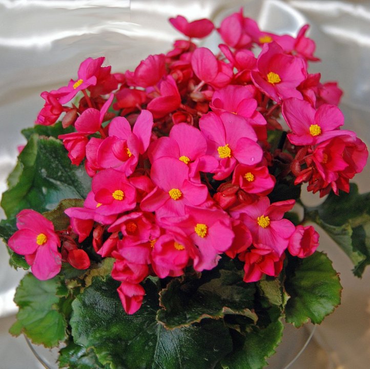 standard_julebegonia_begonia_cheimantha__OBP_cr.jpg