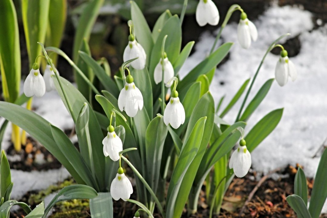standard_snowdrop-3148807.jpg
