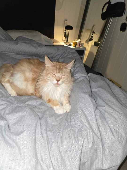 mms-951 - Copy (2).jpg